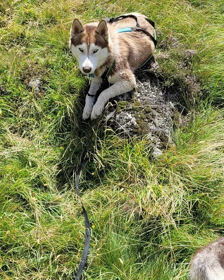 Taiga de romane de la fardelle